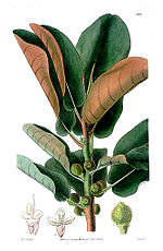 Miniatura per Ficus rubiginosa
