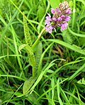 Miniatura para Dactylorhiza longifolia