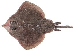 Dentiraja confusa