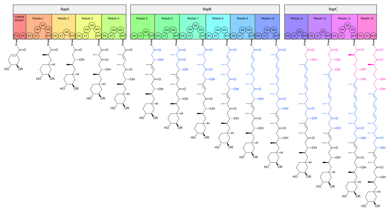 Figure 1: Domain organization of PKS of rapamycin and biosynthetic intermediates