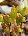 Dudleya caespitosa