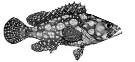 Epinephelus ongus