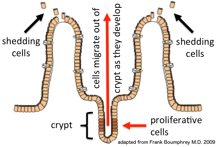 Archivo:Epithelial cell migration.tif