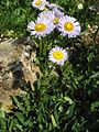 Erigeron pulchellus