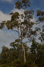 Miniatura para Eucalyptus wandoo