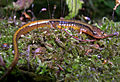 A Northern two-lined salamander (Eurycea bislineata) observed at the station in 2003