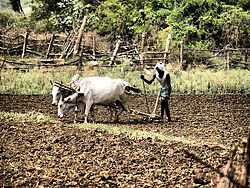 Farmer ploughing near Nirmal