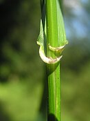 Festuca gigantea2.JPG