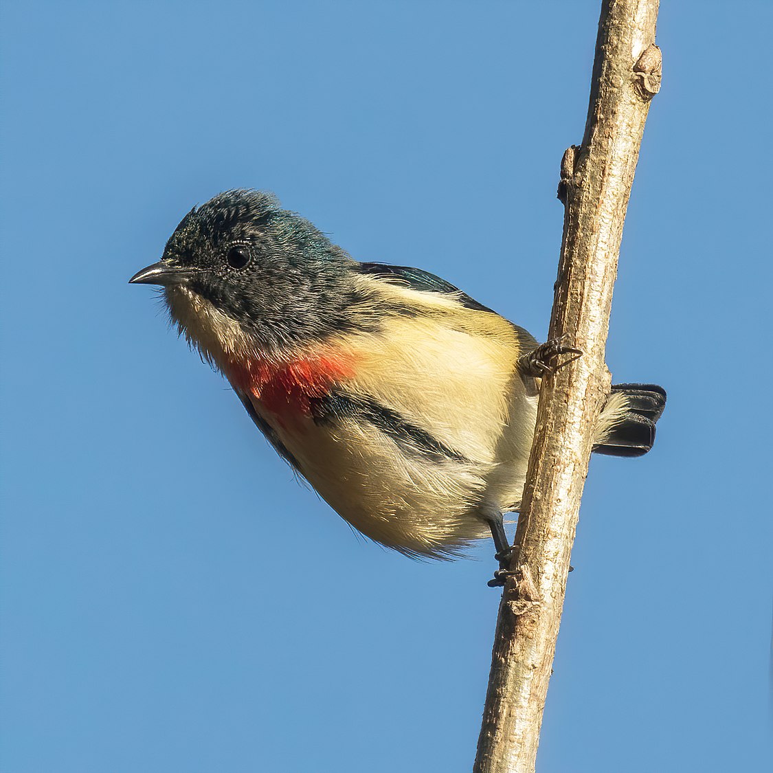 :File:Fire-breasted flowerpecker (Dicaeum ignipectus ignipectus) male Phulchowki.jpg