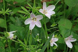 Virginia spring beauty