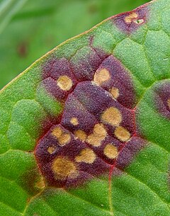 Fungi-Ramularia-rubella-201304280006.JPG