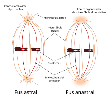 Fus acromàtic astral (amb centrosomes als pols del fus) i anastral (sense centrosomes als pols del fus). Es mostren els tres tipus de microtúbuls del fus: astrals, polars i del cinetocor, aquests darrers units als cinetocors dels cromosomes