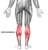 http://upload.wikimedia.org/wikipedia/commons/thumb/8/8e/Gastrocnemius.png/200px-Gastrocnemius.png