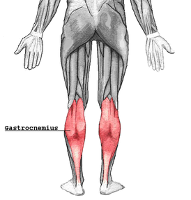 Красным выделена поверхностная часть трёхглавой мышцы голени — икроножная мышца