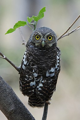 Сичик-горобець мозамбіцький (Glaucidium capense)