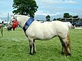 Langer Rücken (Highland-Pony/ Stute)