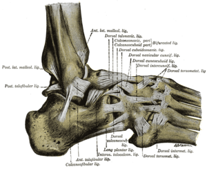 Ligaments of the ankle.