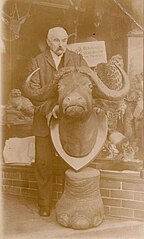 Henry Stewart mit präpariertem Büffelkopf