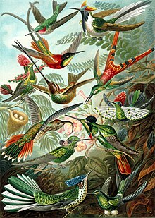 Ilustração de vários colibris, retirada do livro Kunstformen der Natur