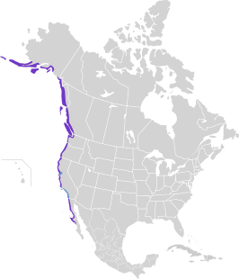 Noord-Amerikaanse zwarte scholekster