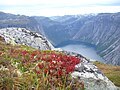 岩に貼り付くように生える高山植物