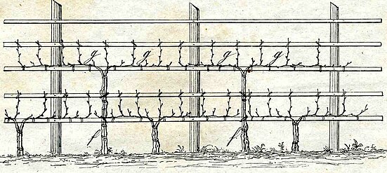 Etagenerziehung mit Reben auf Holzlatten- historische Abbildung.