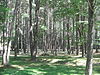 A sunlit dappled scene with many straight tree trunks, grass between, and a few picnic tables