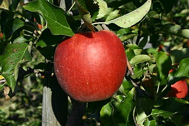 Manzana 'Jonagored'.