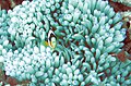 Heteractis malu y Amphiprion clarkii