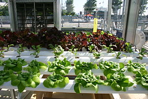 Hydroponics with leafy vegetables.