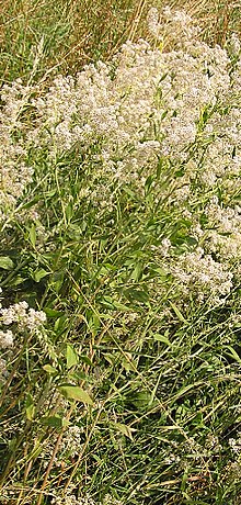 Lepidium latifolium 2005.07.17 10.31.30.jpg