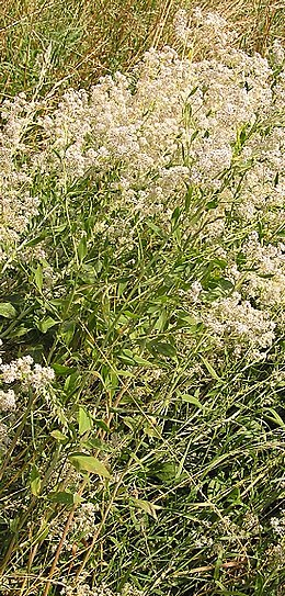 Plačialapė pipirnė (Lepidium latifolium)