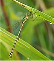 Lestes barbarus femella