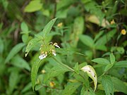 Leucas cephalotes (ähnliches Bild)