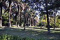 Washingtonia filifera in de Jardim Botânico Tropical te Santa Maria de Belém