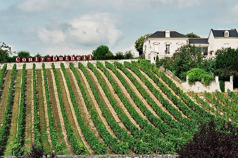 Vineyard in the Loire Valley, France