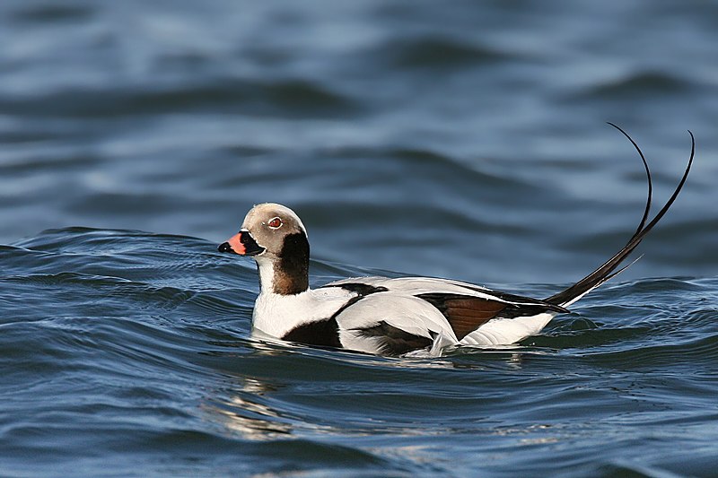 Ficheiro:Long-tailed-duck.jpg