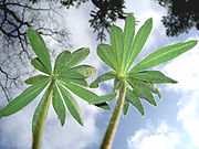 Lupin leaves from below