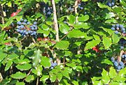 奧勒岡葡萄（英語：Mahonia aquifolium） Oregon grape