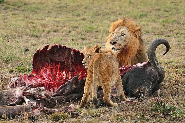 Взрослый самец-лев (Panthera leo) и львёнок поедают тушу африканского буйвола (Syncerus caffer)