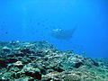 Manta ray feeding over coral.