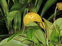 Description de l'image Masdevallia triangularis Orchi 158.jpg.