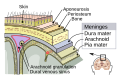 Meninges