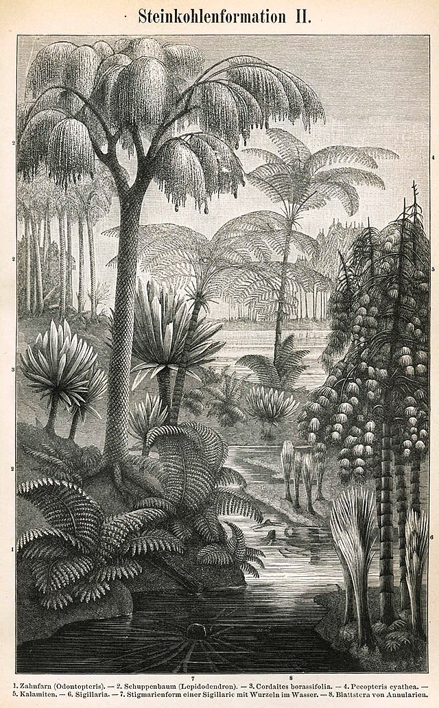 رسم يصور بعض من أكثر النباتات المهمة في العصر الفحمي.