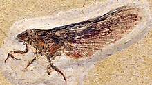 Coxoplectoptera