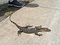 Monitor lizard (Varanus sp.;hawo in the Visayan dialect)