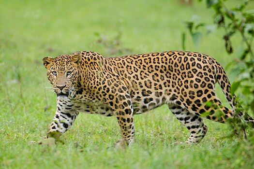 Indijski leopard (P. p. fusca), Karnataka, Indija