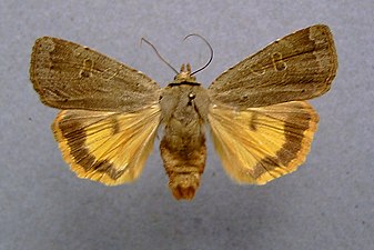 Leverbrunt bandfly, Noctua comes