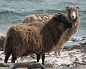 Two North Ronaldsay sheep