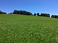 Blick von Nordwesten auf die leicht abfallende Fläche, auf der sich das Oppidum befand; der baumbestandene Wall ist am oberen Bildrand zu erkennen.